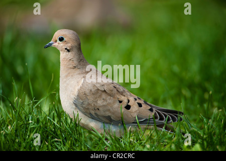 Mourning Dove Nahrungssuche in Rasen Stockfoto