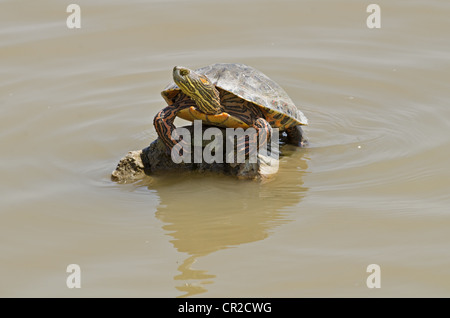 Big Bend Regler, (ist Gaigeae Gaigeae), Bosque del Apache National Wildlife Refuge, Socorro County, New Mexico, USA. Stockfoto