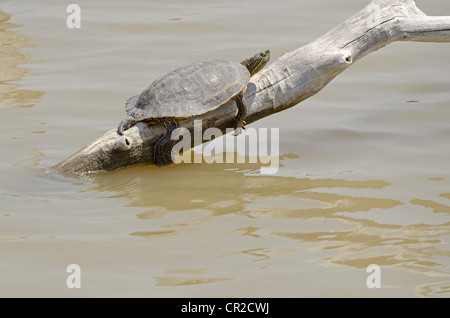 Big Bend Regler, (ist Gaigeae Gaigeae), Bosque del Apache National Wildlife Refuge, Socorro County, New Mexico, USA. Stockfoto