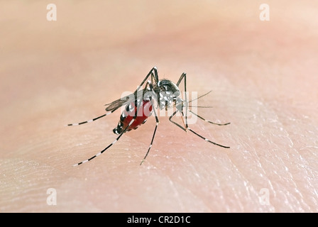 Tigermücke (Aedes Albopictus) Stockfoto