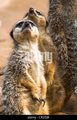 ERDMÄNNCHEN oder SURICATES Suricata Suricatta stehen. Stockfoto