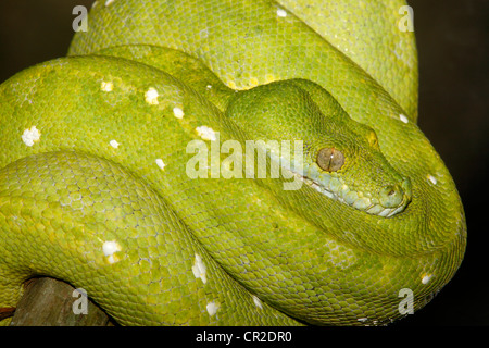 Green Tree python, Morelia viridis, aufgerollt auf einem Ast. Die Schlangen sind in Indonesien, Neuguinea und im nördlichen Australien gefunden Stockfoto