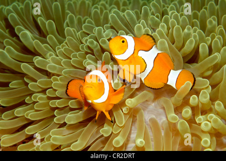 Zwei Clown Anemonenfischen, Amphiprion Percula, Schwimmen in ihre Seeanemonen. Stockfoto