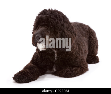 Cockerpoo (Cocker Spaniel Pudel Kreuz) Rüde bei 1 Jahr alt Stockfoto