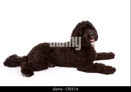 Cockerpoo (Cocker Spaniel Pudel Kreuz) Rüde bei 1 Jahr alt Stockfoto