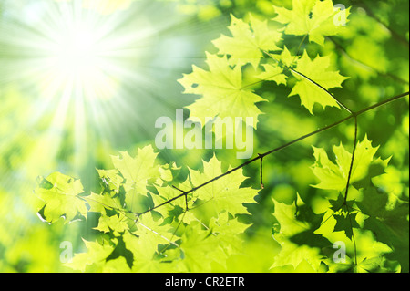 neue Grün und gelb Maple Leaf und Sonne Strahl Stockfoto