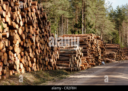 frisch geschnitten Sie Protokolle Stack auf ländliche Straße Stockfoto