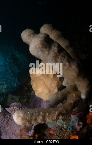 Gelbe Riesen Anglerfisch: Antennarius Commersoni auf die Nudi Falls Tauchplatz in der Lembeh-Straße von Indonesien Stockfoto