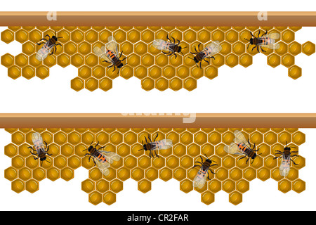 Design-Elemente für eine nahtlose Grenze, Muster mit Arbeitsbienen auf einer Honigwabe angeordnet. Stockfoto