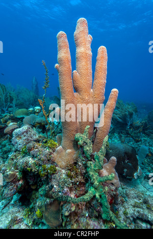 Korallen-Riff vor der Küste von Roatan Honduras Säule Korallen (Dendrogyra Cylindricus) Stockfoto