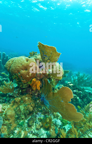 Korallenriff vor der Küste von Roatan Honduras Stockfoto