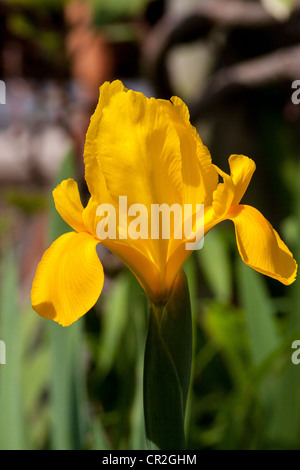 gelbe Iris, gelbe Flagge (Iris Pseudacorus), Blume Stockfoto