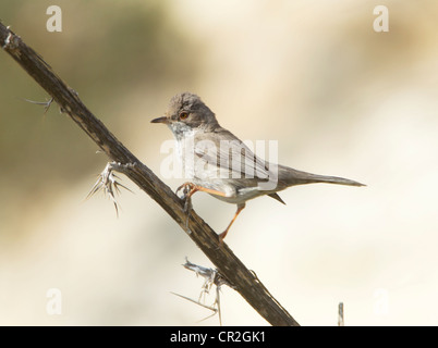 Zypern Warbler weibliche Sylvia Melanothorax Zypern März Stockfoto