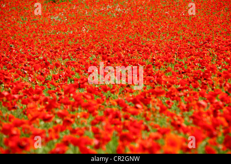 Mohn wächst wild in einer natürlichen Wiese, Bewdley England UK Stockfoto