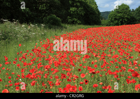 Mohn wächst wild in einer natürlichen Wiese, Bewdley England UK Stockfoto