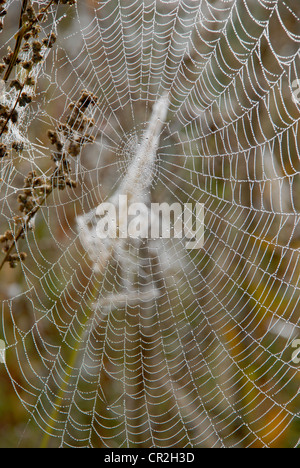 Herbst Tau auf der Web - Stammgast Stockfoto