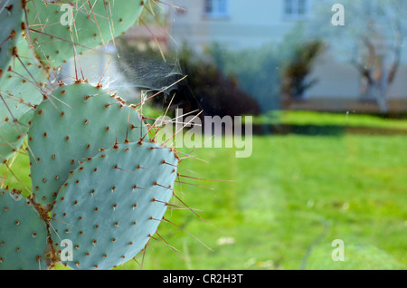 Kaktus mit großen Stacheln wachsen im Gewächshaus Wintergarten und Spider Web auf Nadeln. Stockfoto
