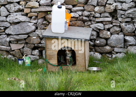 Ende, Sedbergh fiel. Ein Reisender camp  Attending der jährlichen Appleby Horse Fair, Cumbria, UK Stockfoto