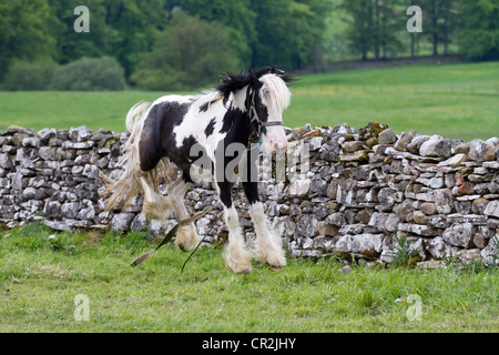 Ende, Sedbergh fiel. Ein Reisender camp  Attending der jährlichen Appleby Horse Fair, Cumbria, UK Stockfoto