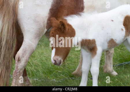 Ende, Sedbergh fiel. Ein Reisender camp  Attending der jährlichen Appleby Horse Fair, Cumbria, UK Stockfoto