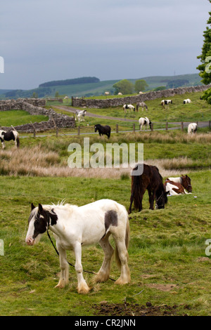 Ende, Sedbergh fiel. Ein Reisender camp  Attending der jährlichen Appleby Horse Fair, Cumbria, UK Stockfoto