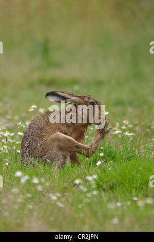 Verhalten des Braunhasen auf Gras- und Gänsefeldern Stockfoto