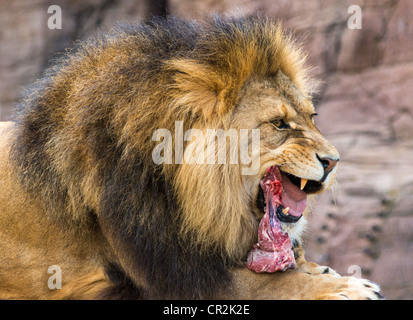 Fleisch essen männlicher Löwe. Stockfoto