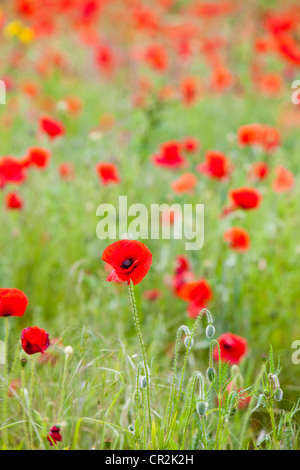 Wiese von gemeinsamen Mohn (Papaver Rhocas) Blumen, Kent, UK, Sommer. Stockfoto