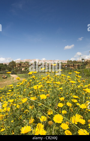 Frühling-Bereich der gelben Margeriten, Agrigent Stadt am Hintergrund, Sizilien, Italien Stockfoto