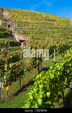 Radebeul Weinberge im Herbst, Elbtal, Sachsen, Deutschland Stockfoto