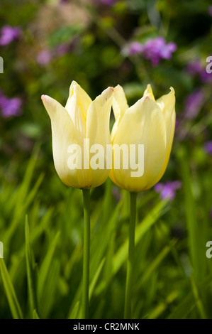 Tulipa "Elegant Lady", Lily blühende Tulpe Stockfoto