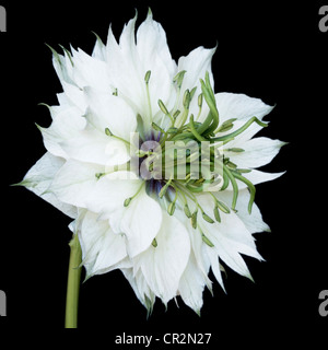 Close Up Portrait eines weißen Nigella Damascena Flower oder "Liebe im Nebel" auf einem schwarzen Hintergrund. Stockfoto