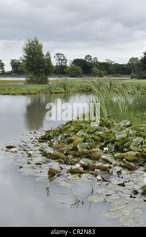 Beil Teich in der Nähe von Beaulieu, Hampshire, ist die größte Gewässer im New Forest. Stockfoto