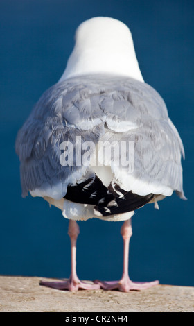 Möwe, von hinten gesehen Stockfoto