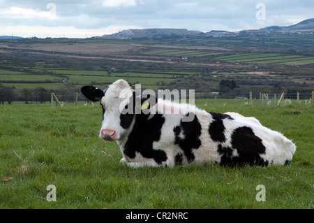 Eine schwarze und weiße Kuh liegend Stockfoto