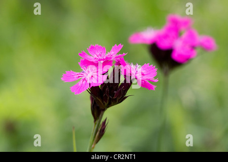 Dianthus Carthusianorum wachsen in eine Wildblumenwiese. Stockfoto