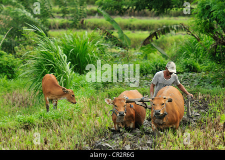 Kühe Arbeitsplätze in der Tirtaganggaa Reisterrassen, Bali, Indonesien, Asien Stockfoto