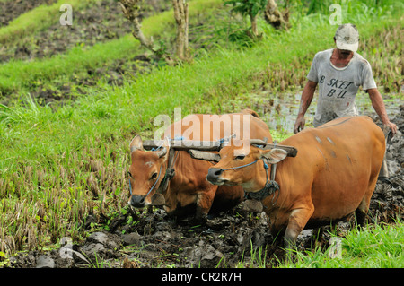 Kühe Arbeitsplätze in der Tirtaganggaa Reisterrassen, Bali, Indonesien, Asien Stockfoto
