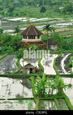 Tirtaganggaa Reis Terrassen, Bali, Indonesien, Asien Stockfoto