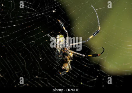 Golden Orb-Weaver mit Beute Stockfoto