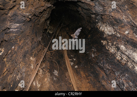 Fledermaus fliegen im Inneren der Baumstamm Riesenwuchs Old Mandelöl, Tieflandregenwald, Chilamate, Costa Rica Stockfoto