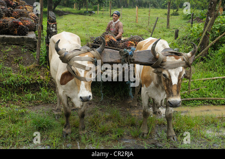 Bauern laden Palm Früchte auf einem Ochsenkarren, Costa Rica Stockfoto