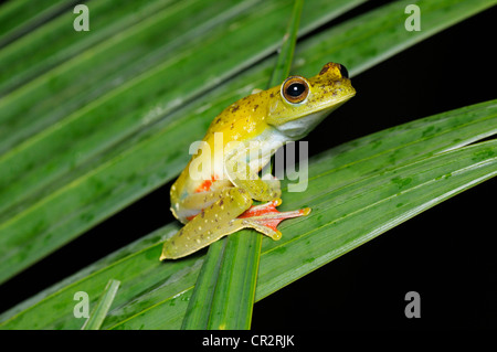 Roten Schwimmhäuten Treefrog, Hypsiboas Rufitelus, Nationalpark Tortuguero, Costa Rica Stockfoto