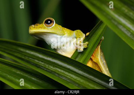Roten Schwimmhäuten Treefrog, Hypsiboas Rufitelus, Nationalpark Tortuguero, Costa Rica Stockfoto