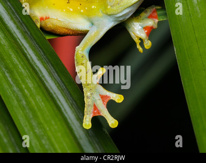 Fuß des roten Schwimmhäuten Treefrog, Hypsiboas Rufitelus Nationalpark Tortuguero, Costa Rica Stockfoto