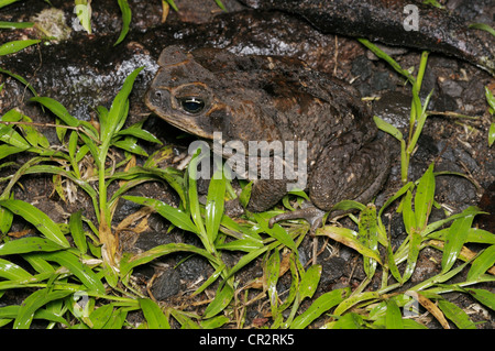 Stock-Kröte, Bufo Marinus, Nationalpark Tortuguero, Costa Rica.  AKA marine Kröte Stockfoto