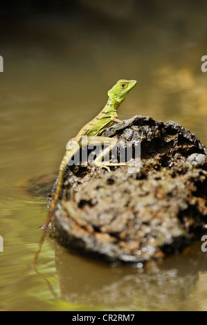 Grüne Basilisk juvenile, Basiliskos Plumifrons, AKA Jesus Christ Lizard, Nationalpark Tortuguero, Costa Rica Stockfoto