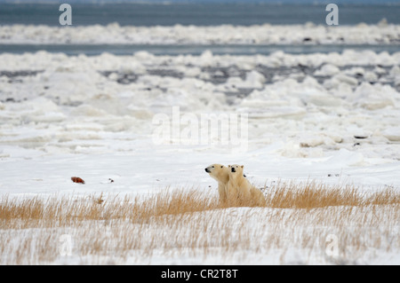 Eisbär (Ursus maritimus) Mutter säen und Cub entlang der Hudson Bay Shoreline, Dichtung River Heritage Lodge, Churchill, Manitoba, Kanada Stockfoto