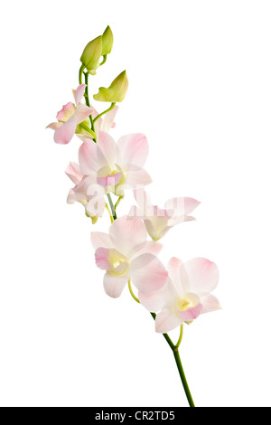 Zweig der Orchideen Blüten isoliert auf weißem Hintergrund Stockfoto