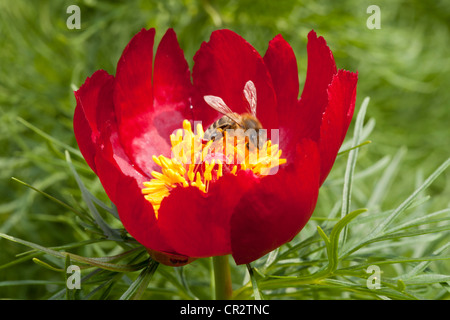 Blüte einer Pfingstrose Paeonia Tenuifolia, Paonie, Paeoniaceae Stockfoto